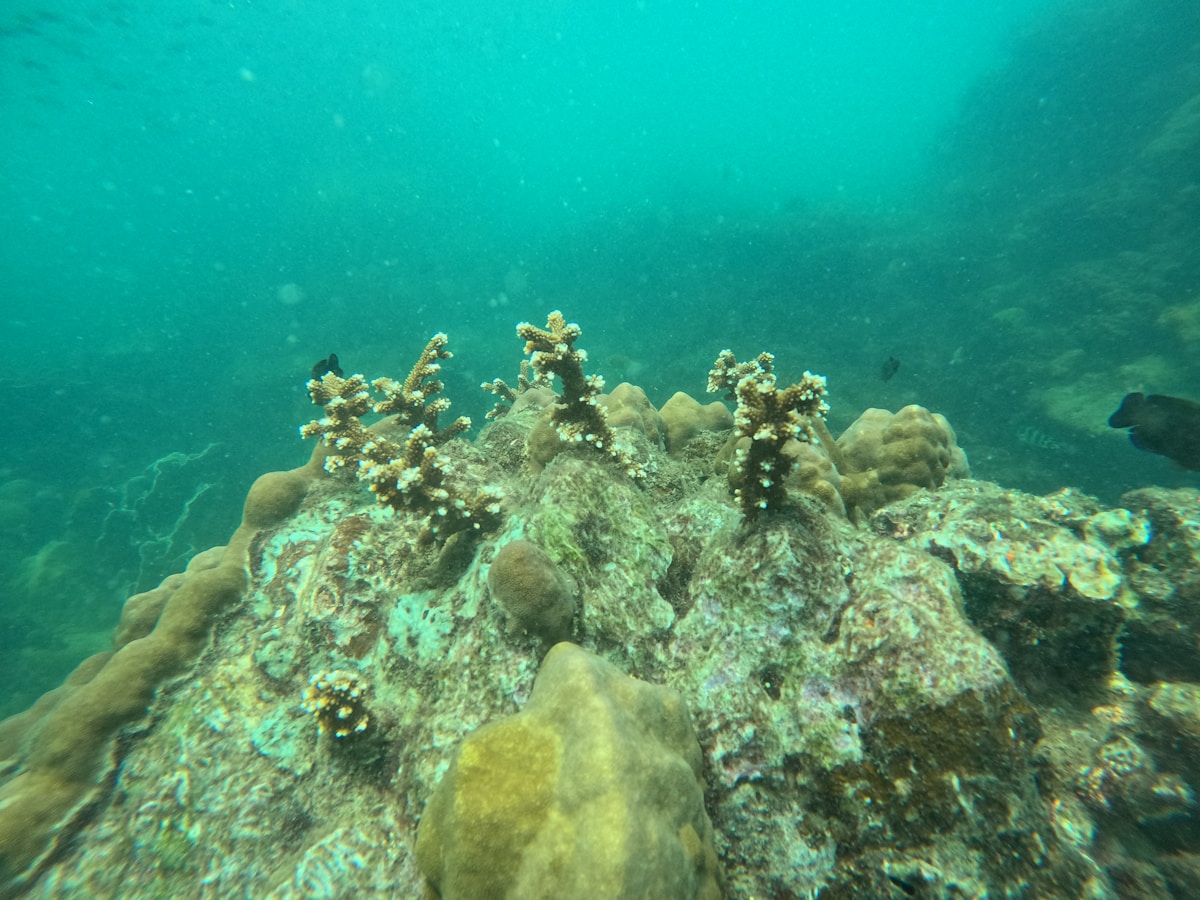 GoPro snorkelling tour