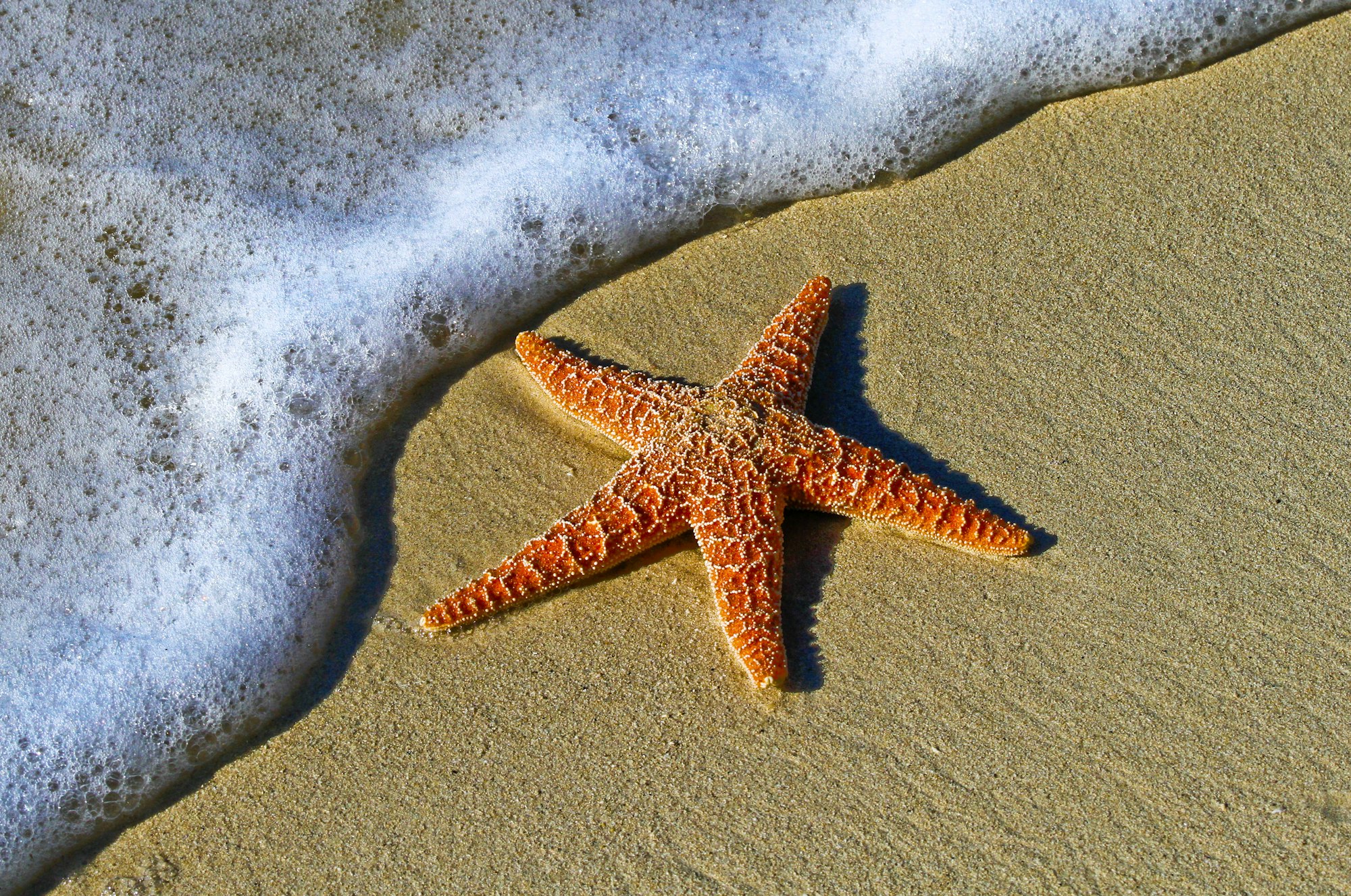 Bãi Rạch Vẹm Phú Quốc: where the starfish actually live