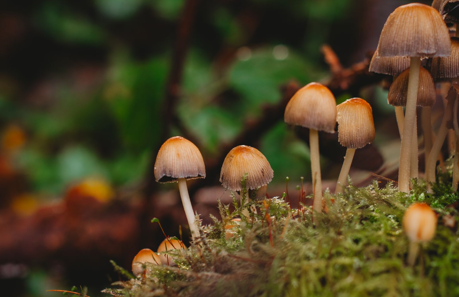 Tram mushroom Phú Quốc: a rainy-season delicacy from the forest