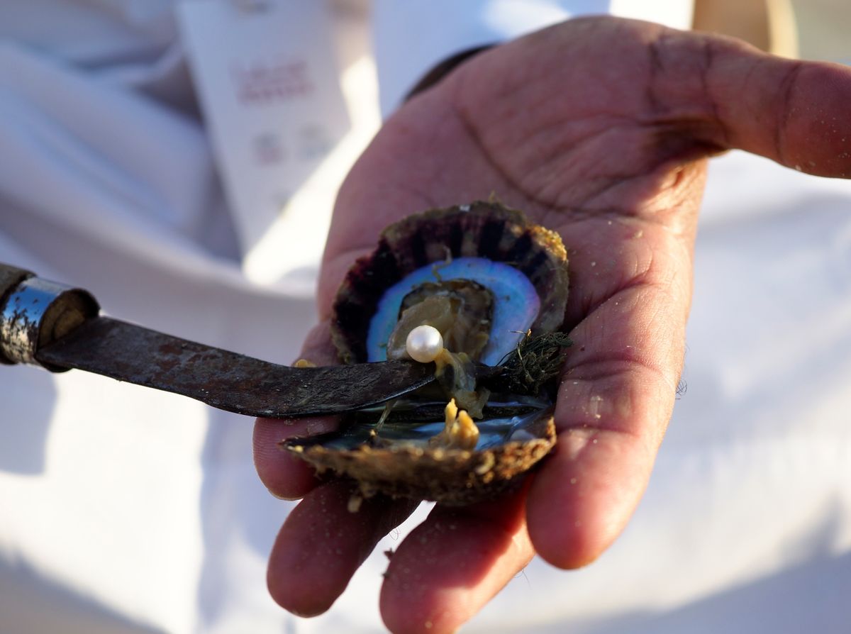 A pearl-opening demonstration — an oyster held open with a single round pearl inside, the moment every Phú Quốc pearl farm tour builds to