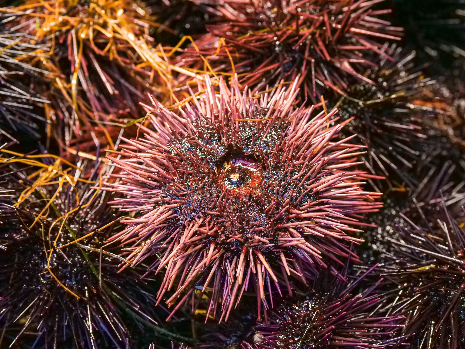 Nhum biển Phú Quốc: where to eat sea urchin and what to order