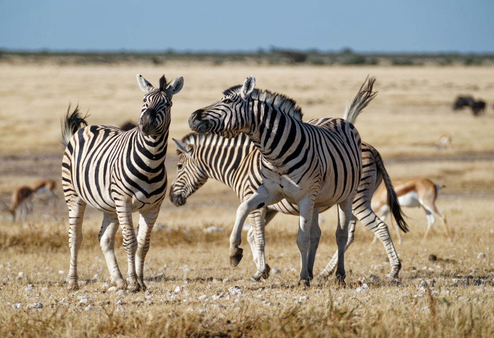 Zebras moving across an open savanna plain — the Africa Zone at Vinpearl Safari Phú Quốc recreates this open-habitat feel