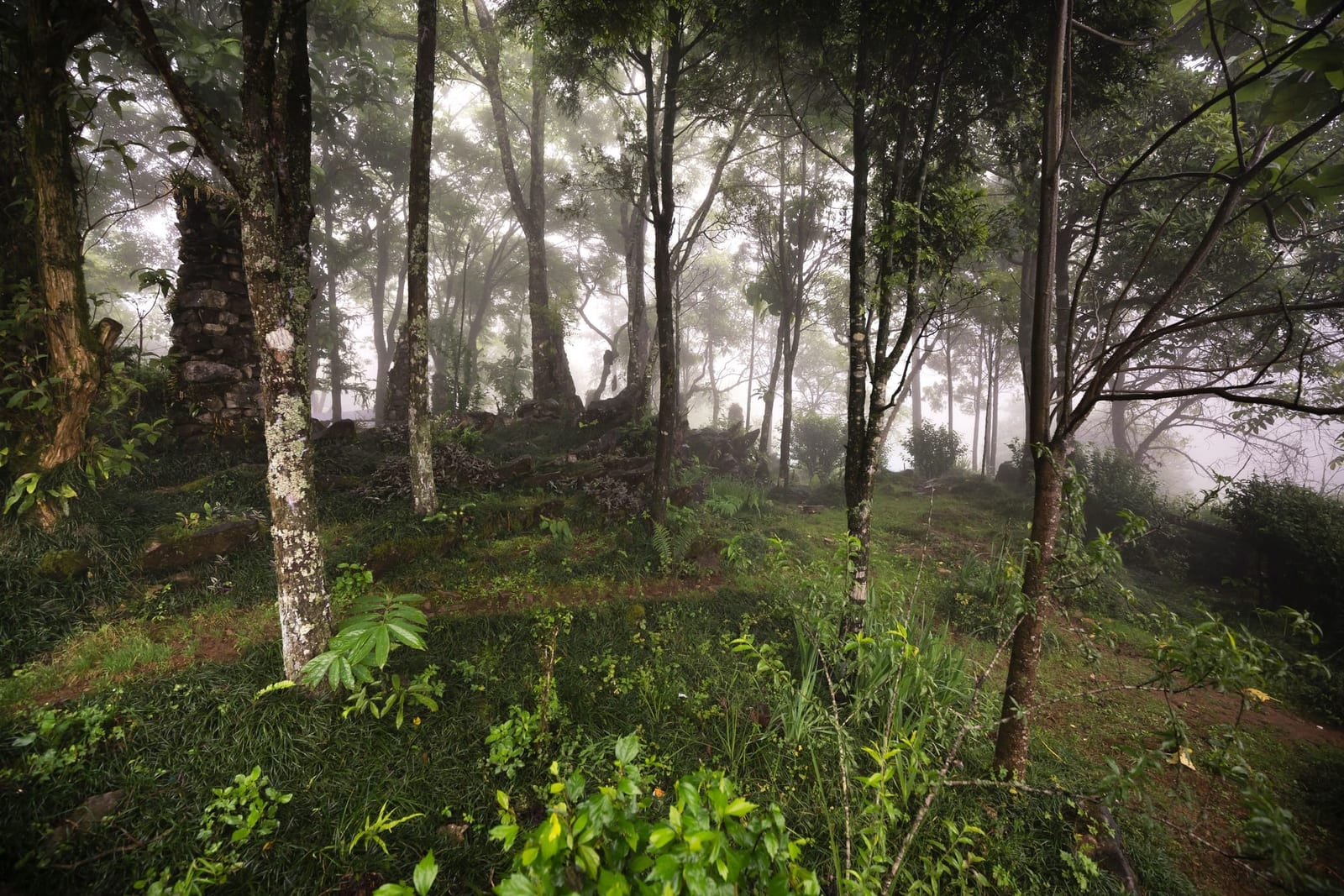 Foggy, lush green forest at dawn in Phú Quốc — the quiet conditions of Phu Quoc National Park before the day heats up