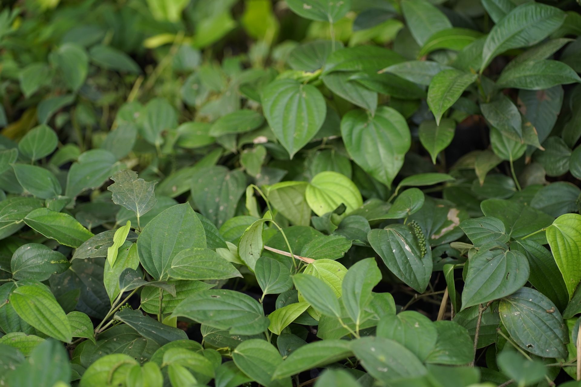 Phu Quoc Pepper Farms: What to See, When to Go & Best Farms